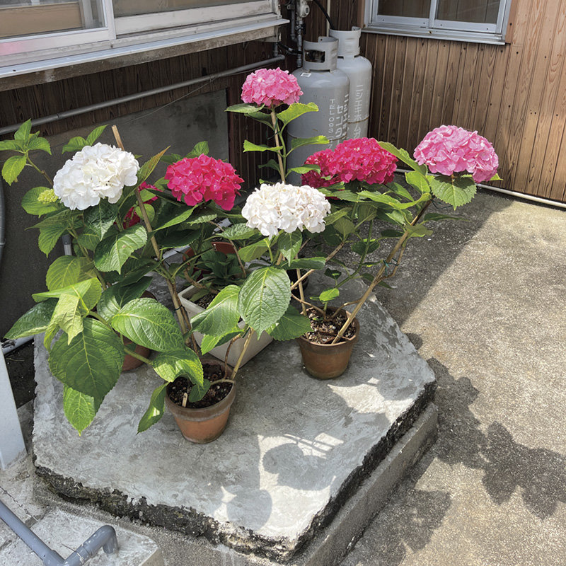 らくぱのぱ