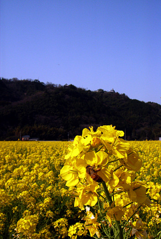 菜の花