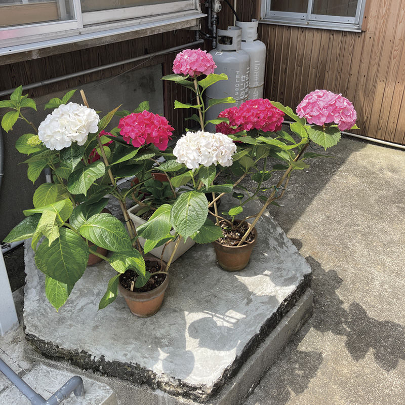 らくぱのぱ