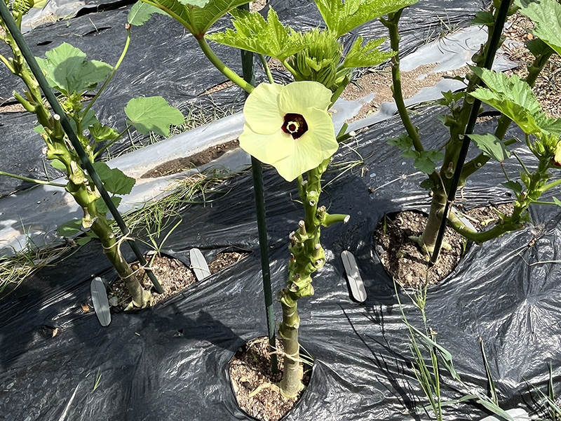 オクラの花
